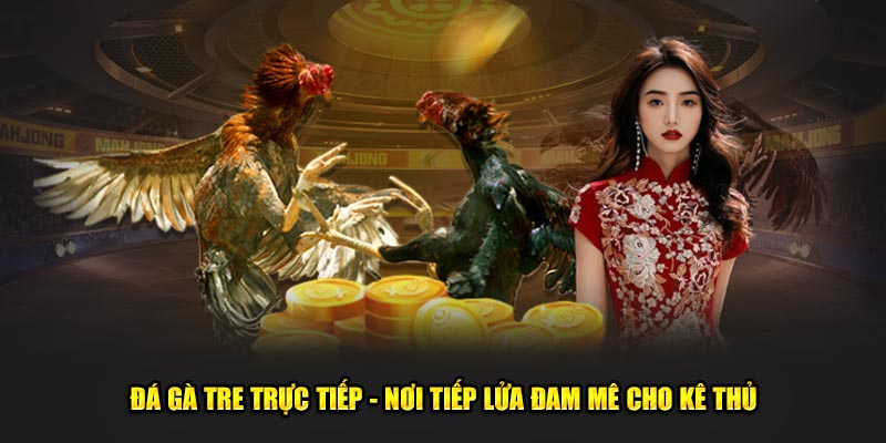 Đá Gà Tre Trực Tiếp - Nơi Tiếp Lửa Đam Mê Cho Kê Thủ