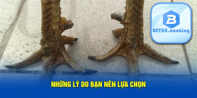 Những lý do bạn nên lựa chọn