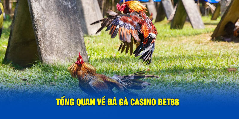 Tổng quan về đá gà casino BET88